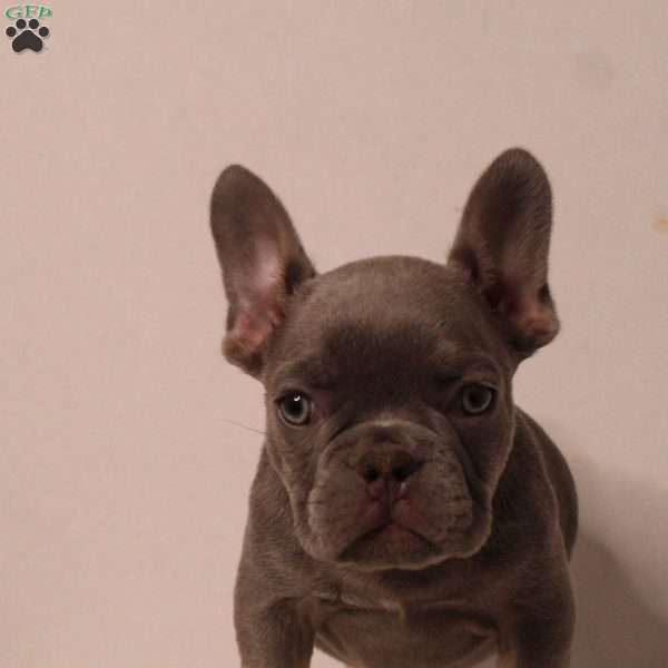 Rover, French Bulldog Puppy