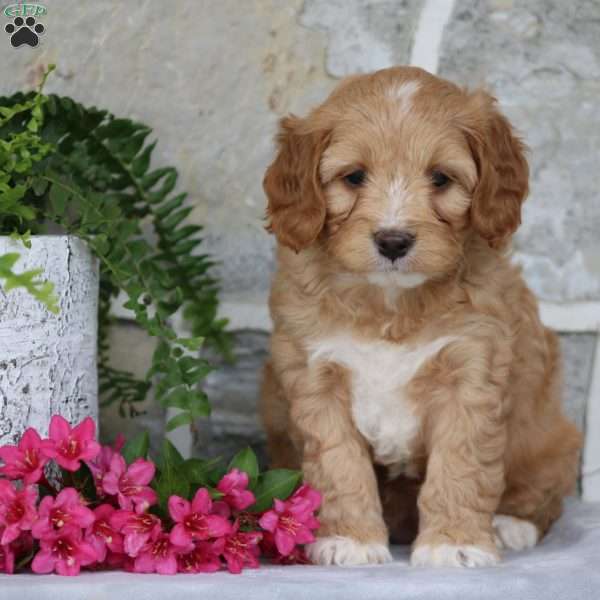 Sonya, Cavapoo Puppy