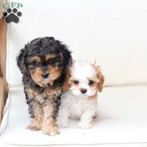 Honey, Cavapoo Puppy