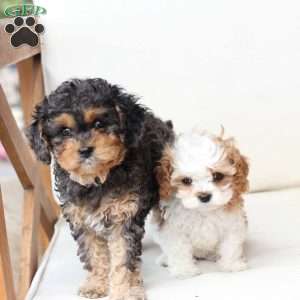 Harley, Cavapoo Puppy