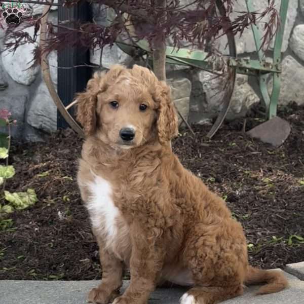 Ellie, Goldendoodle Puppy