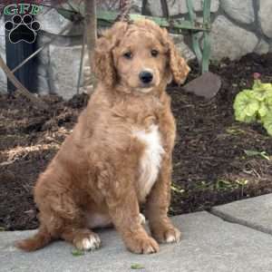 Ellie, Goldendoodle Puppy