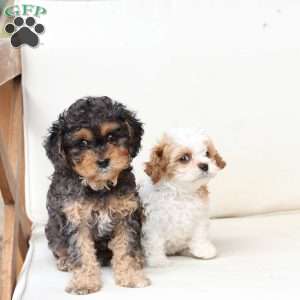 Honey, Cavapoo Puppy
