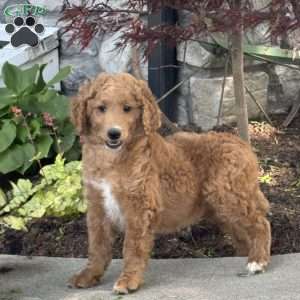 Ellie, Goldendoodle Puppy