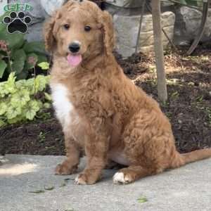 Ellie, Goldendoodle Puppy