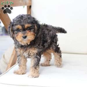 Harley, Cavapoo Puppy