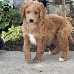 Ellie, Goldendoodle Puppy