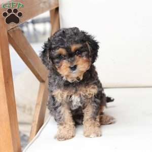 Harley, Cavapoo Puppy