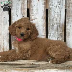 Bella, Goldendoodle Puppy