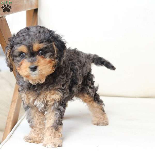 Harley, Cavapoo Puppy