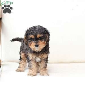 Harley, Cavapoo Puppy