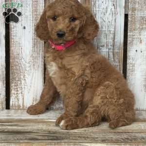 Bella, Goldendoodle Puppy