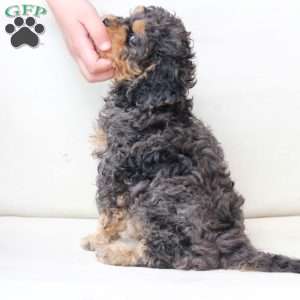 Harley, Cavapoo Puppy