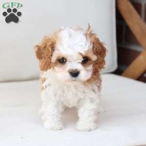 Honey, Cavapoo Puppy