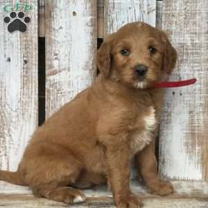 Buddy, Goldendoodle Puppy