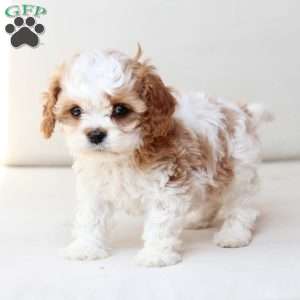 Honey, Cavapoo Puppy