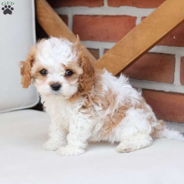Honey, Cavapoo Puppy