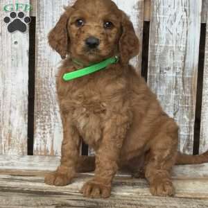 Baby, Goldendoodle Puppy