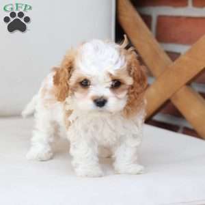 Honey, Cavapoo Puppy