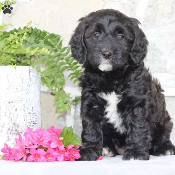 Sara, Cavapoo Puppy