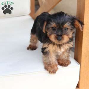 Willow, Yorkie Puppy