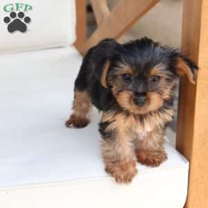 Willow, Yorkie Puppy