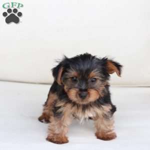 Willow, Yorkie Puppy