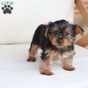 Willow, Yorkie Puppy