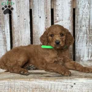 Baby, Goldendoodle Puppy
