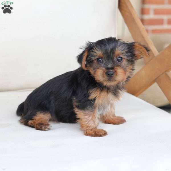 Willow, Yorkie Puppy