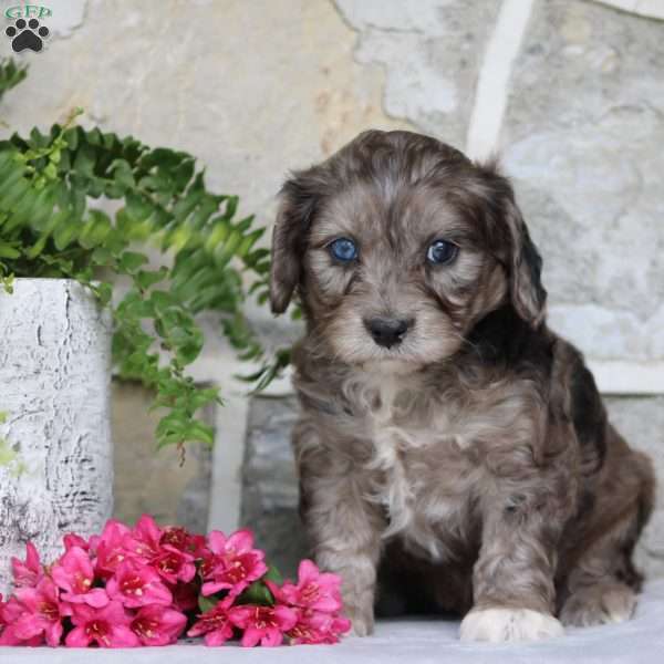 Sasha, Cavapoo Puppy