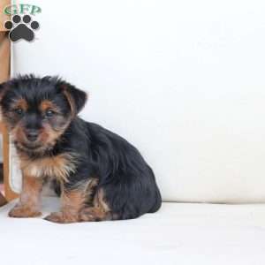 Maggie, Yorkie Puppy