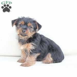 Maggie, Yorkie Puppy