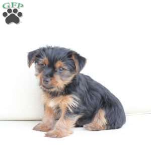 Maggie, Yorkie Puppy