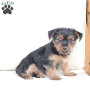 Maggie, Yorkie Puppy