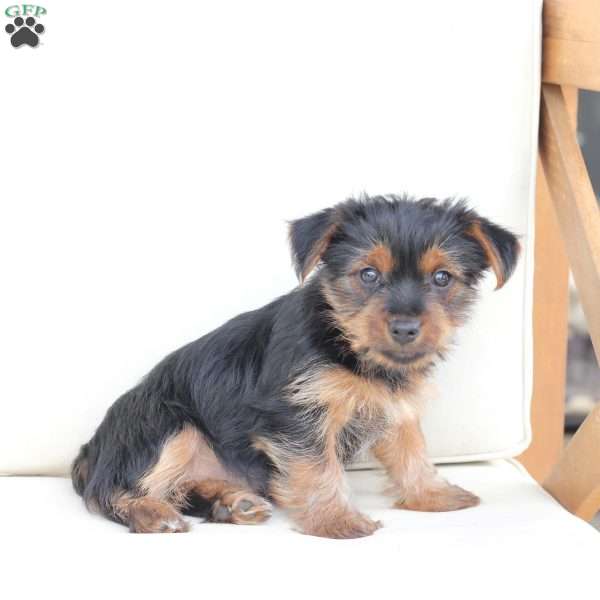 Maggie, Yorkie Puppy