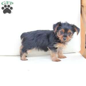 Rocky, Yorkie Puppy