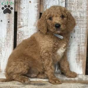 Bruno, Goldendoodle Puppy