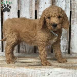 Bruno, Goldendoodle Puppy