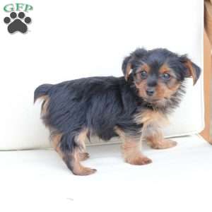 Rocky, Yorkie Puppy