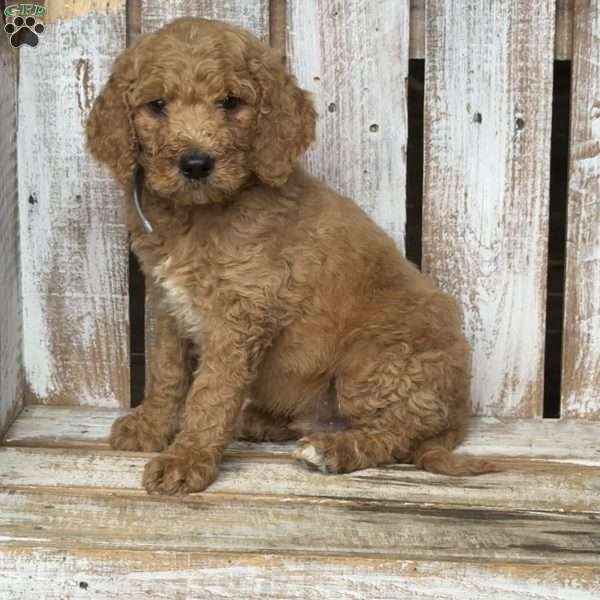 Bruno, Goldendoodle Puppy