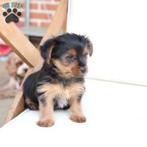 Rocky, Yorkie Puppy