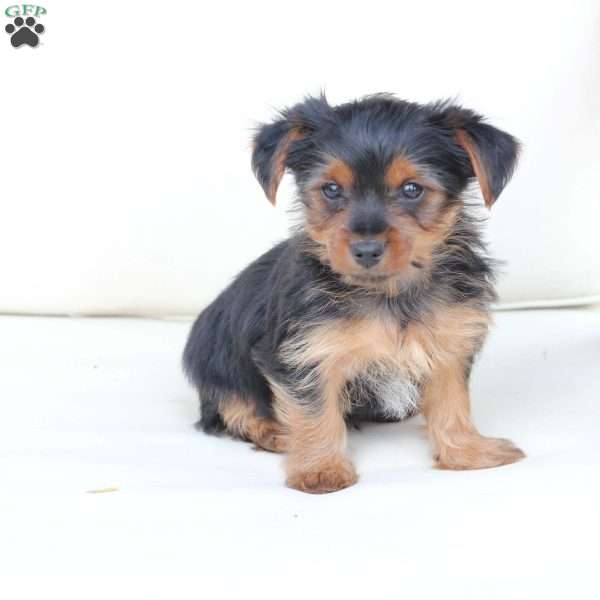 Rocky, Yorkie Puppy