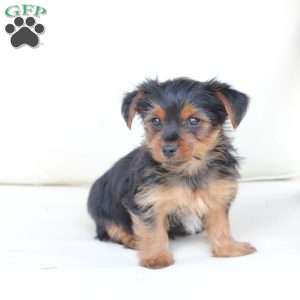 Rocky, Yorkie Puppy