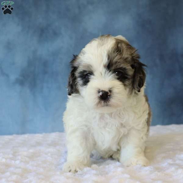 Bear, Shih-Poo Puppy