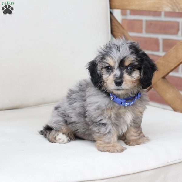 Benji, Dachshund Mix Puppy
