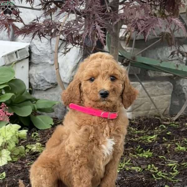 Bella, Goldendoodle Puppy