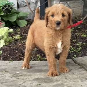 Buddy, Goldendoodle Puppy