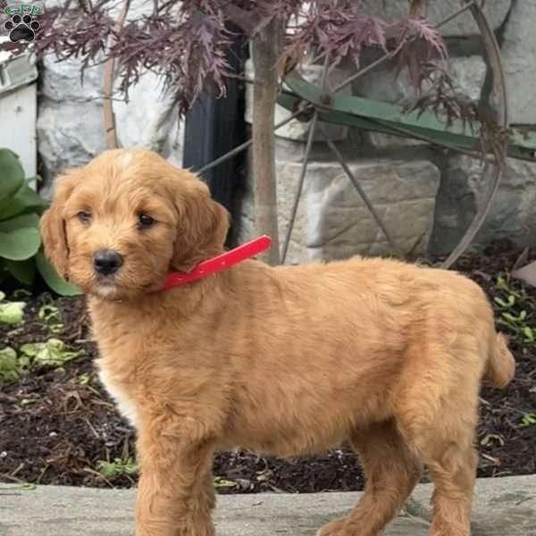 Buddy, Goldendoodle Puppy