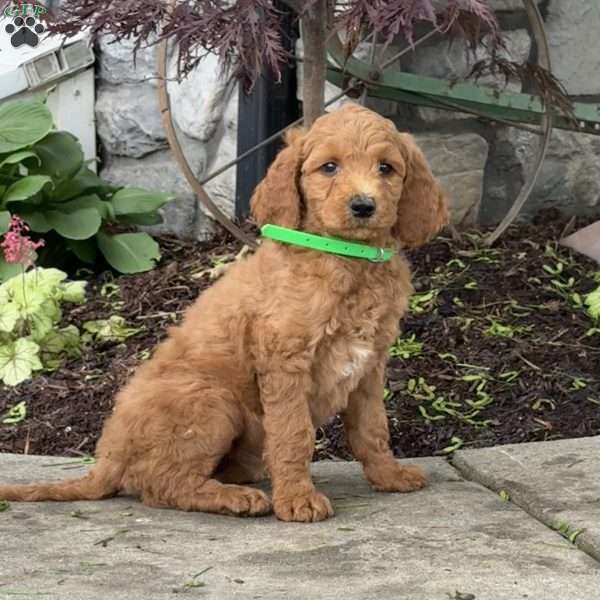 Baby, Goldendoodle Puppy